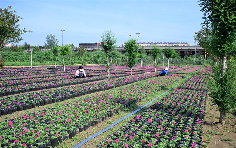 鲜花铺就致富路5.jpeg
