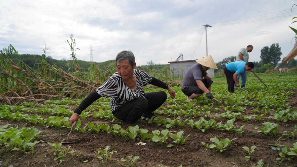8月29日，河北省阜平县大道村村民顾廷章（左一）和乡亲们在对补种的白菜进行管理。新华社发