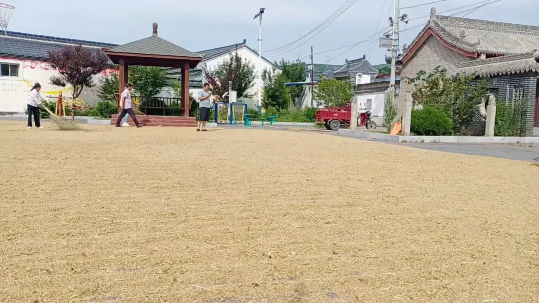 辣椒红葵花黄麦穗香 甘肃华亭这个村玩转色彩经济学