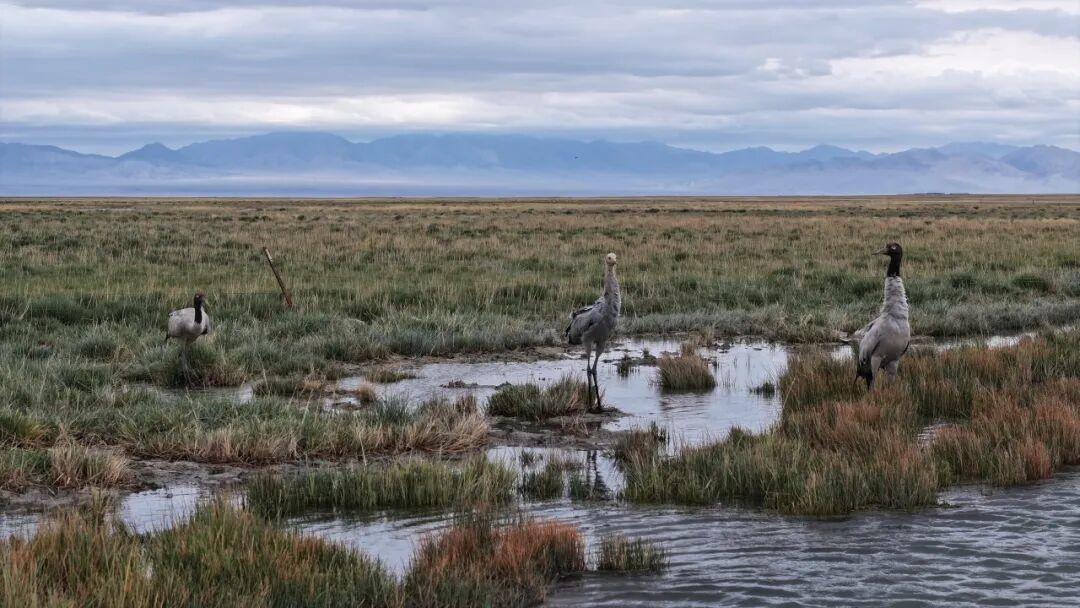 黑颈鹤带娃觅食 甘肃阿克塞“湿”意画卷美翻“鸟”