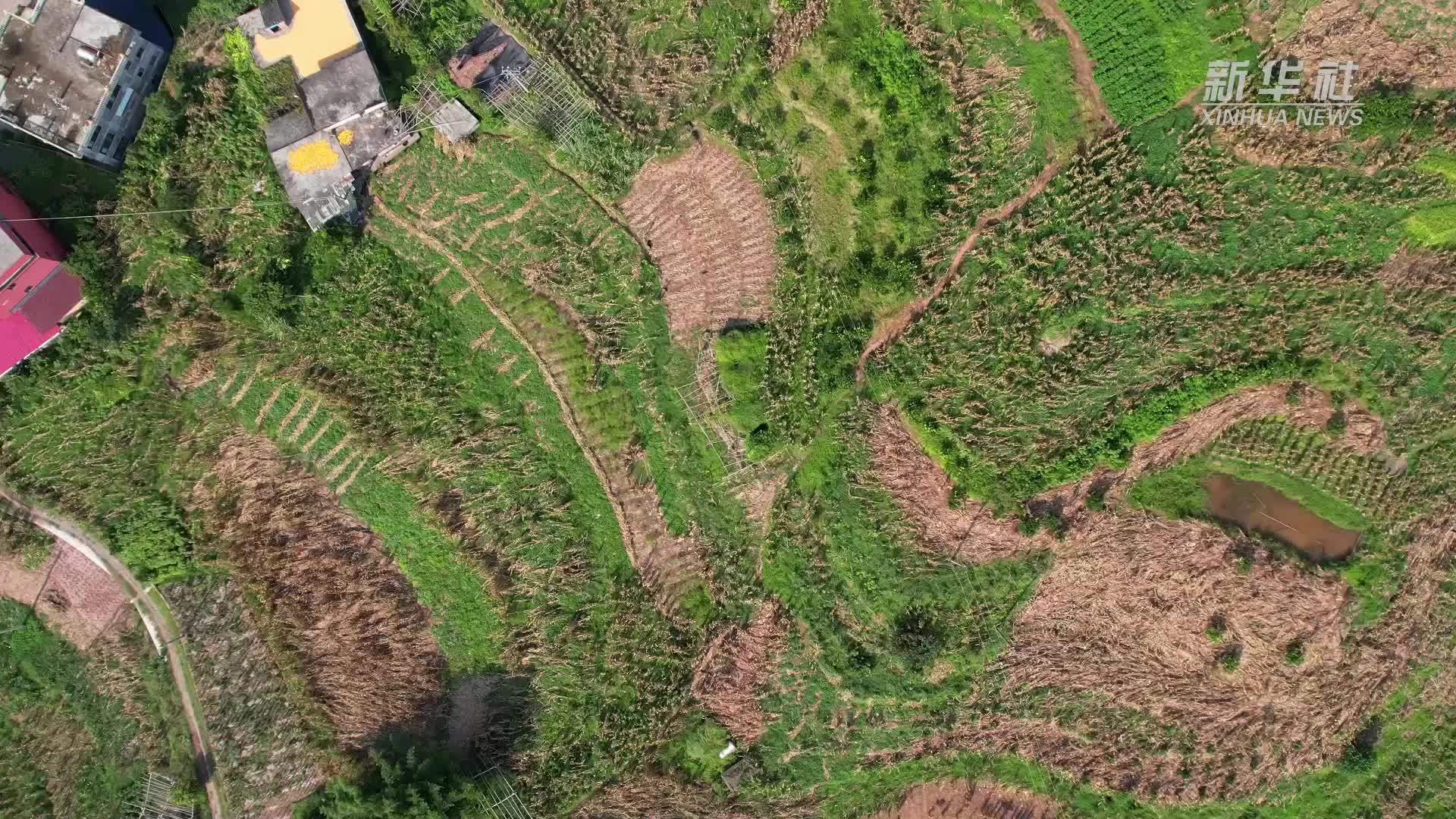 云南盐津：万元补贴助力无人机“飞”入寻常农家