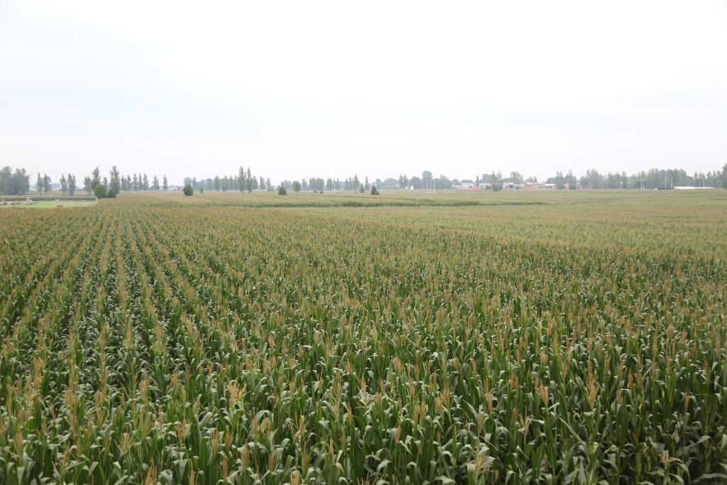 河北省邢台市南和区史召乡胡佃村的玉米长势良好。新华社发