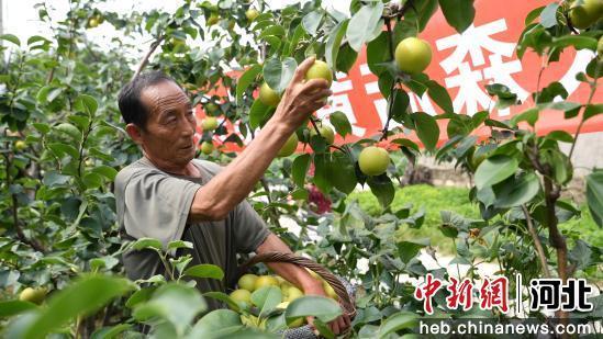 图为村民正在进行采摘。 傅自胜 摄
