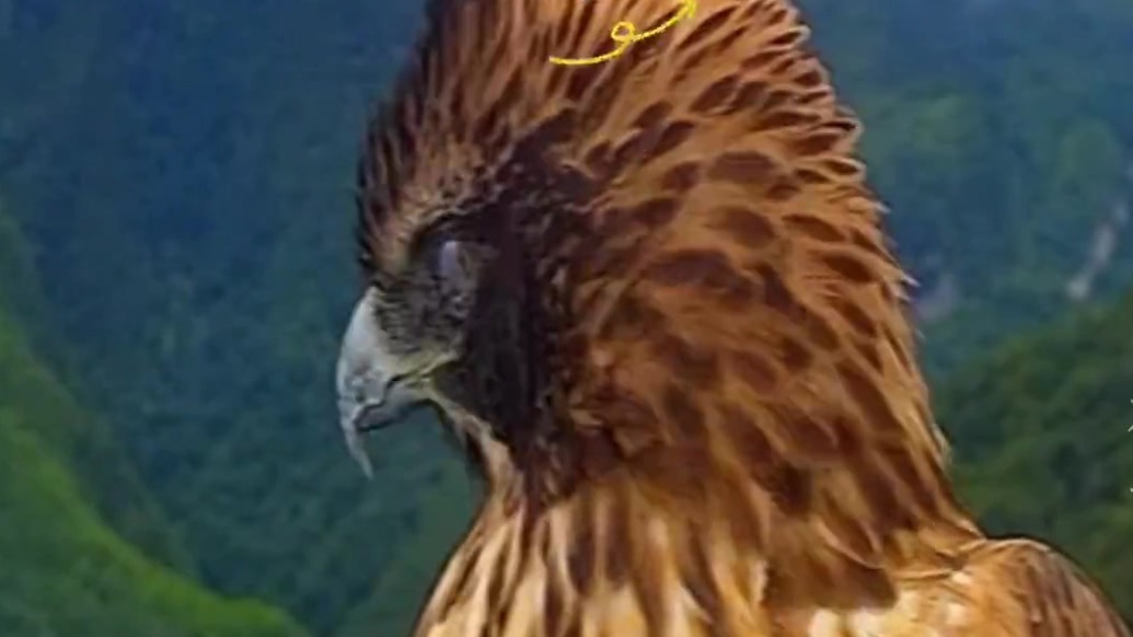 陇南拍到“森林魅影”鹰雕