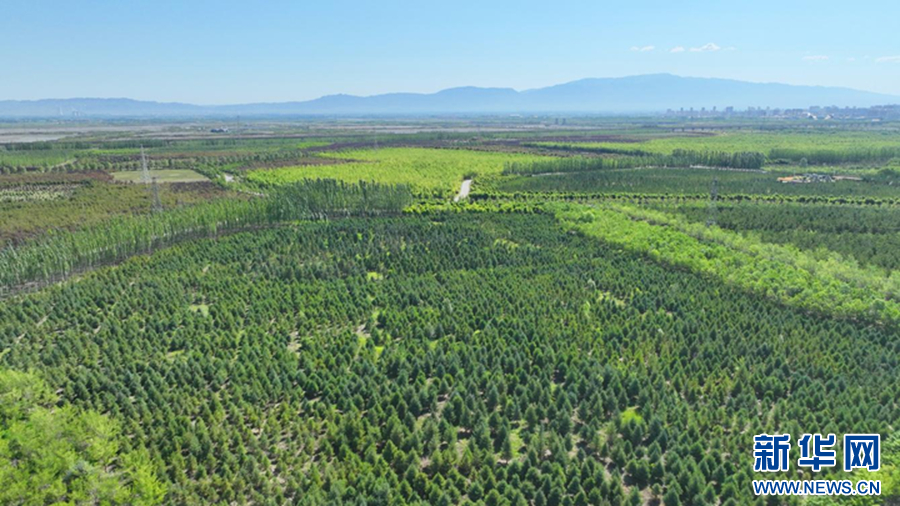 图为6月27日拍摄的黑河林场(张掖市甘州区委宣传部供图)