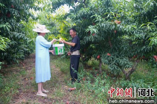 图为任丘市长丰镇蔡村大街村蟠农家庭农场，农户正在采摘黄桃。 韩慧峰 摄
