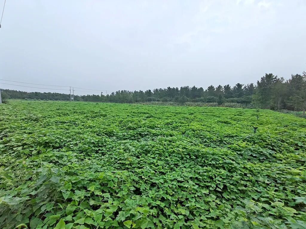 徐州邳州：一剂“良方”，满园“梨”想