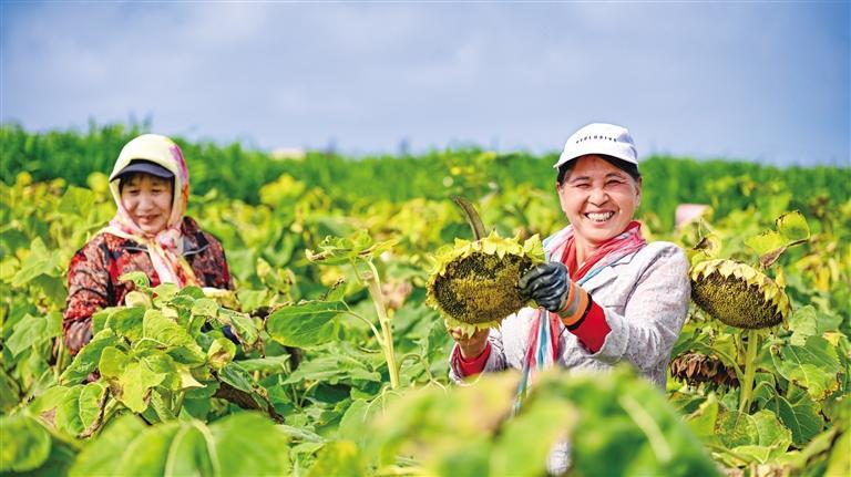 油葵长势好　农民展笑颜