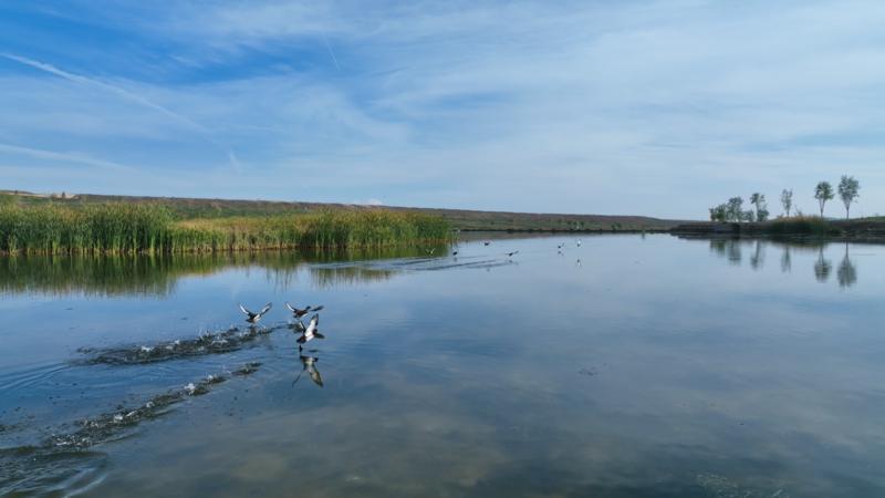 ▲水阜河鸟鸣啾啾