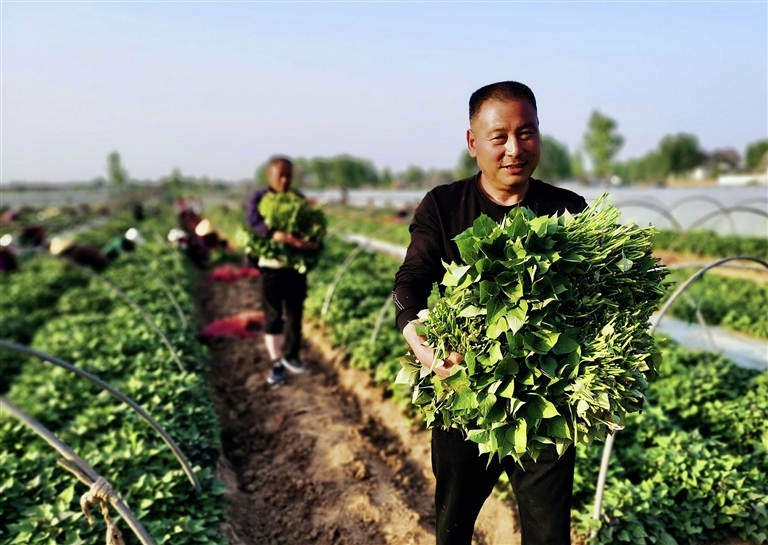 襄城縣潁陽鎮袁亮家庭農場，工人正在采收紅薯苗。鄧軍 攝