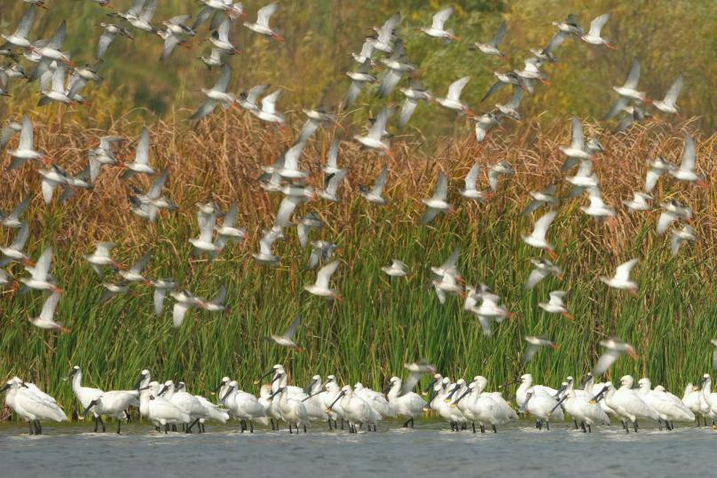 杭州湾湿地公园的候鸟
