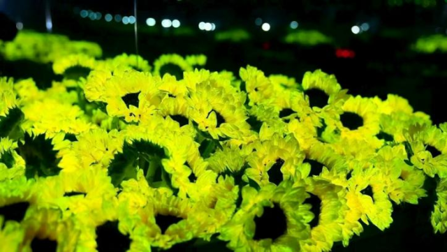 植物发光奏乐 跨界创作实验音乐引关注_fororder_图片 1