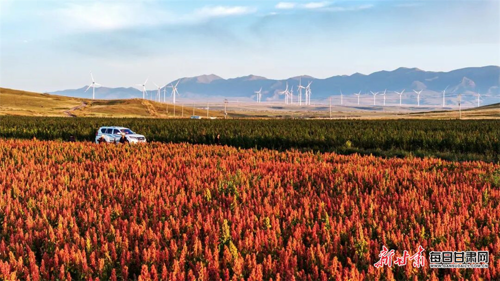 甘肃天祝：祁连山下藜麦红