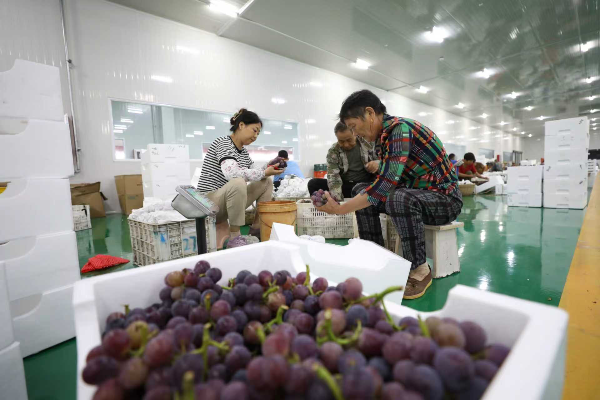 从一颗葡萄的“科技密码”到一座城市的“创新突围”，句容的“破圈”战