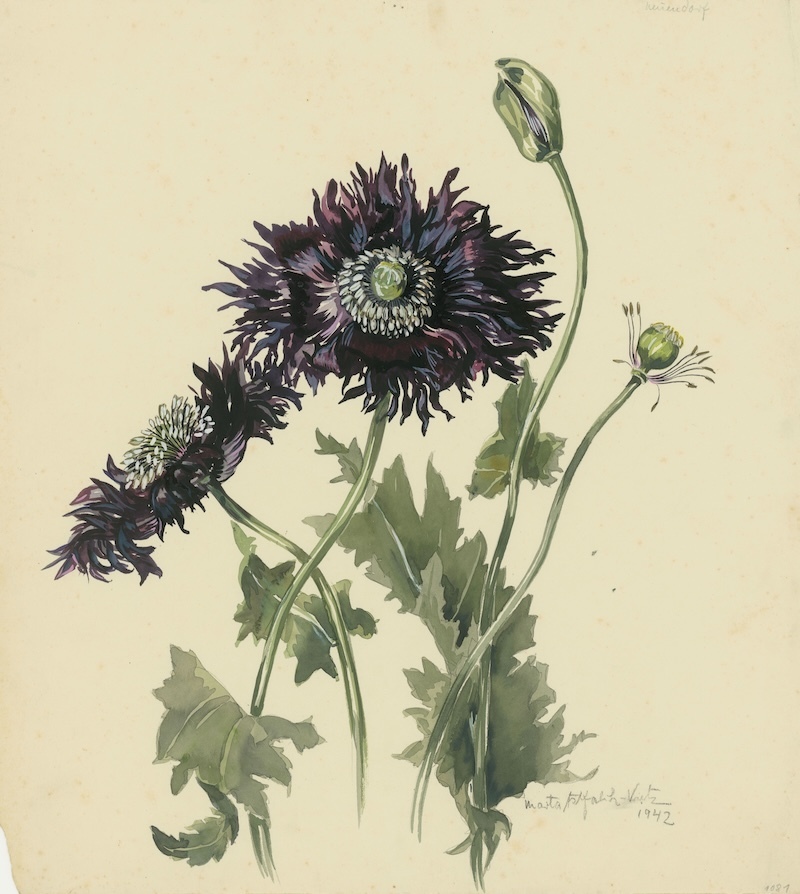 费茨,《罂粟花》(Mohn),水彩,1942年 图 Berlinische Galerie