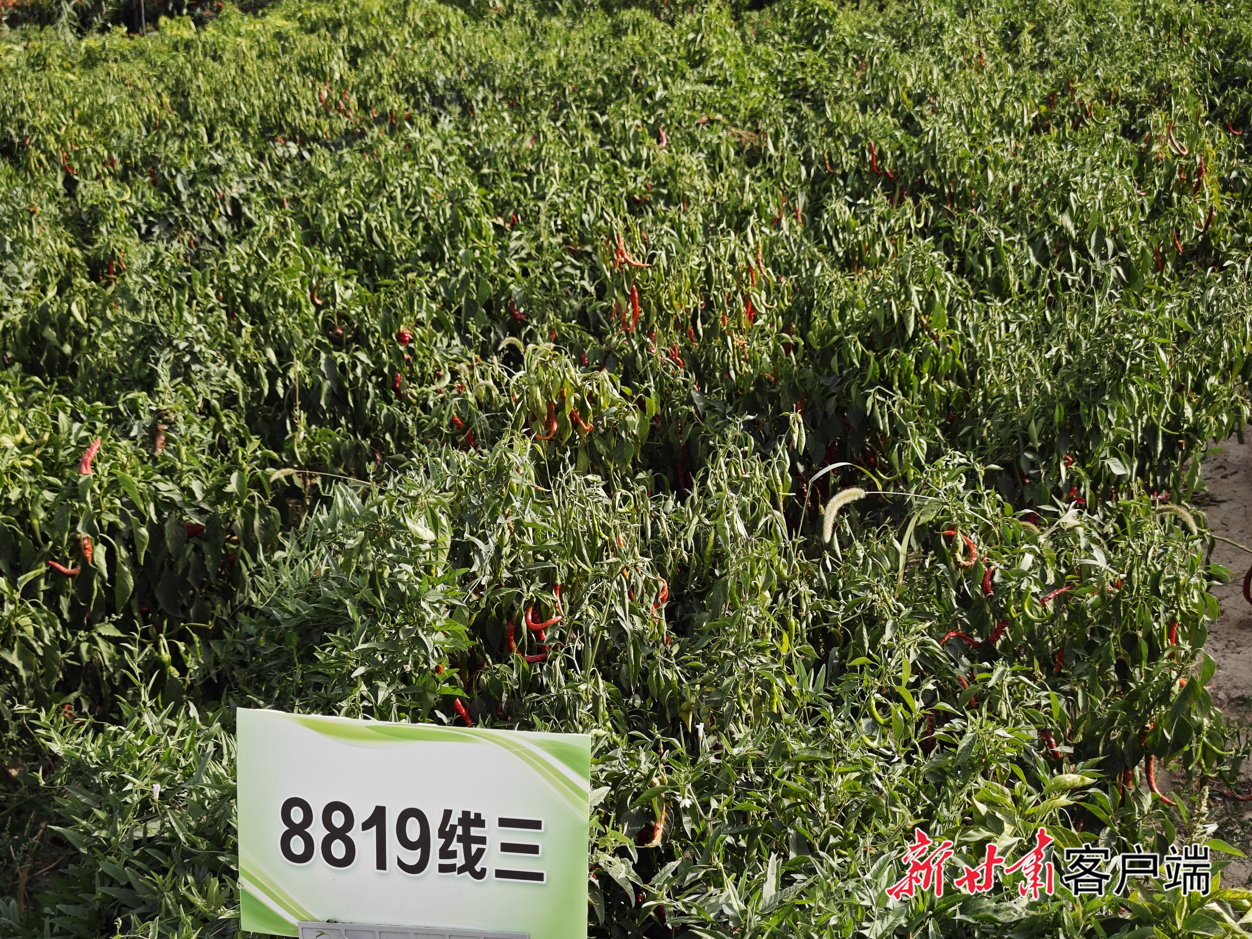 高台辣椒喜迎丰收