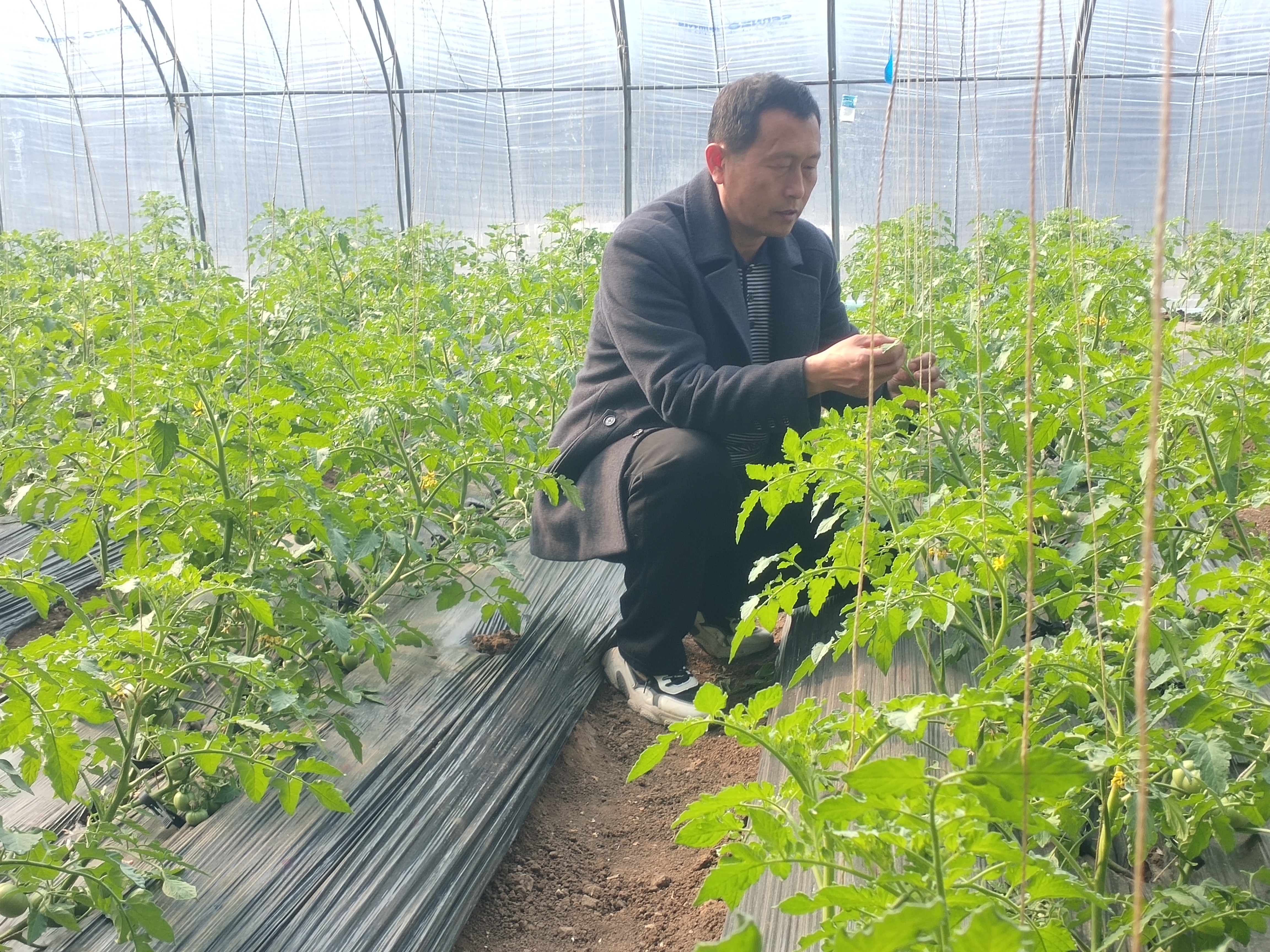 青岛乡里乡亲|正高农民朱典玉:田间地头种出“新农人”传奇