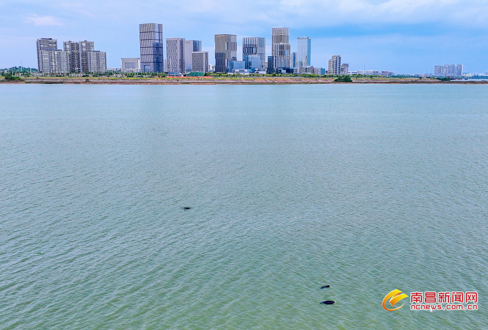 南昌：江豚与城市高楼同框 生态与发展共融（图）