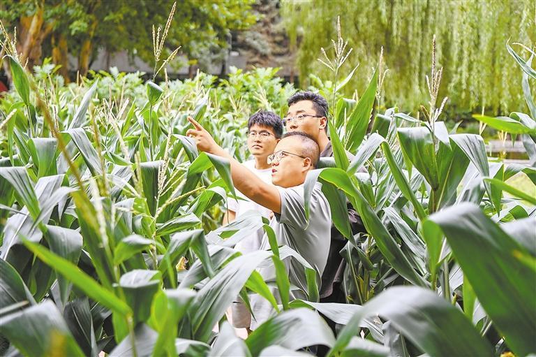 戴飞（前）带领团队在试验田中查看作物生长情况
