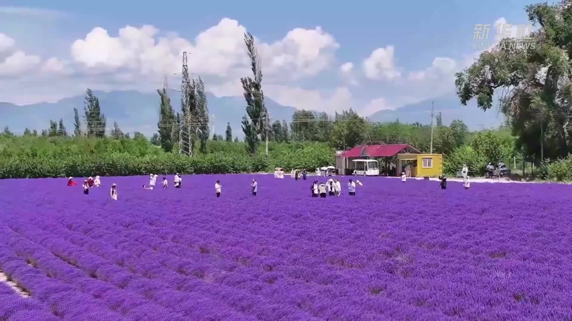 新疆霍城：二茬薰衣草秋日添彩 生态赋能芬芳产业提质