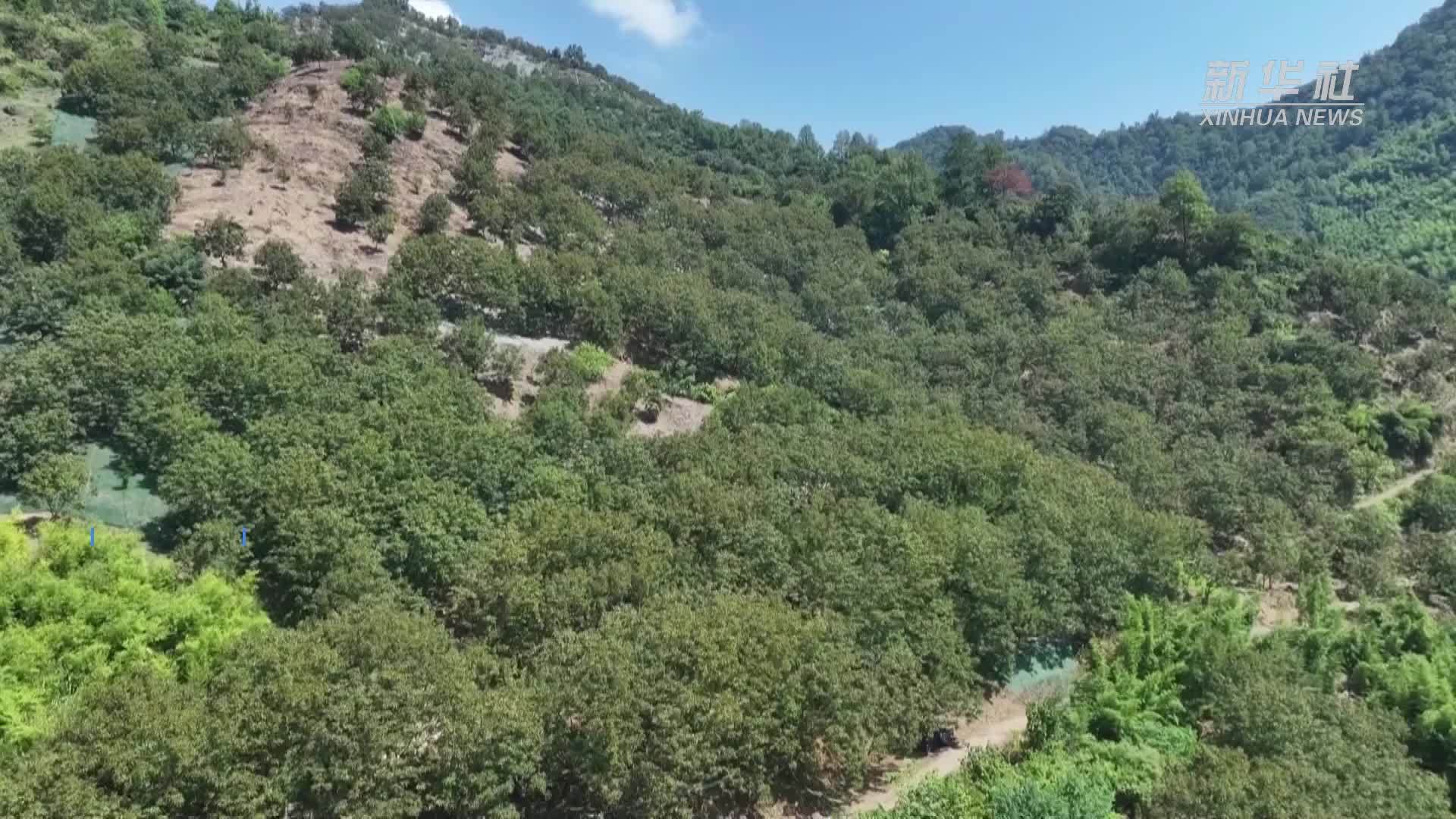 杭州临安57万亩山核桃开杆采收