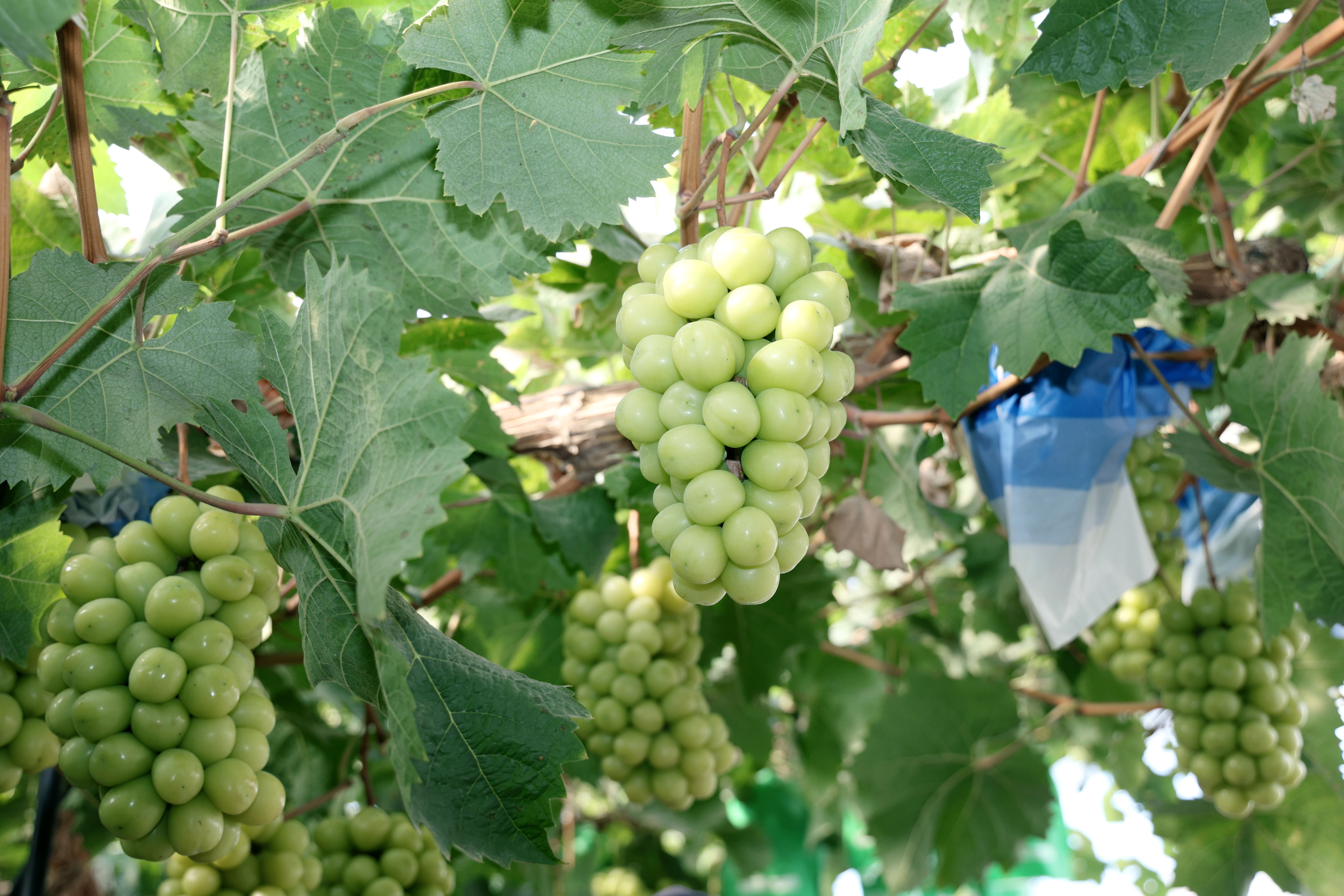 走進中國葡萄之鄉 首屆葡萄經銷商大會暨2025臨渭葡萄產銷對接會啟幕
