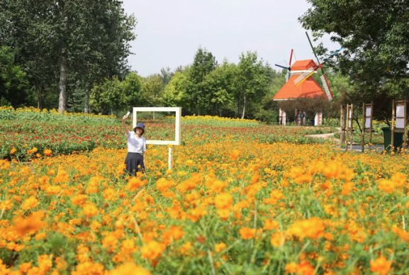 硫华菊、百日草、向日葵，植物园初秋花海“上线”