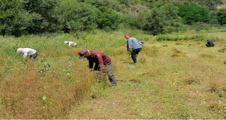 秋风起麻穗黄 甘肃华亭这片土地富得“流油”了