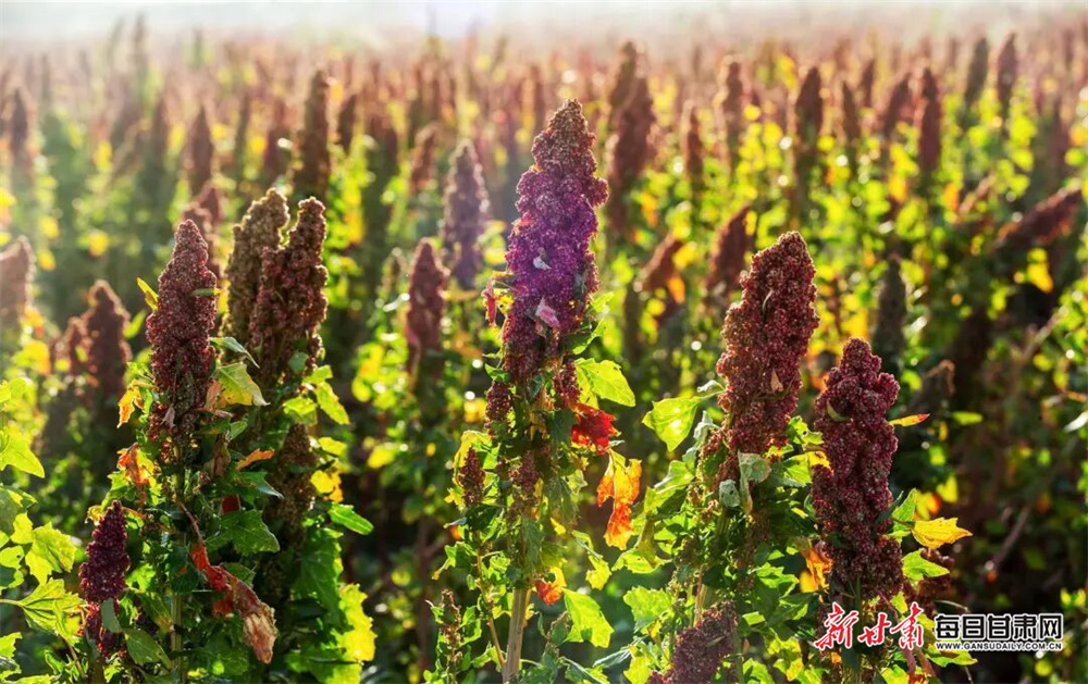 甘肃天祝：祁连山下藜麦红