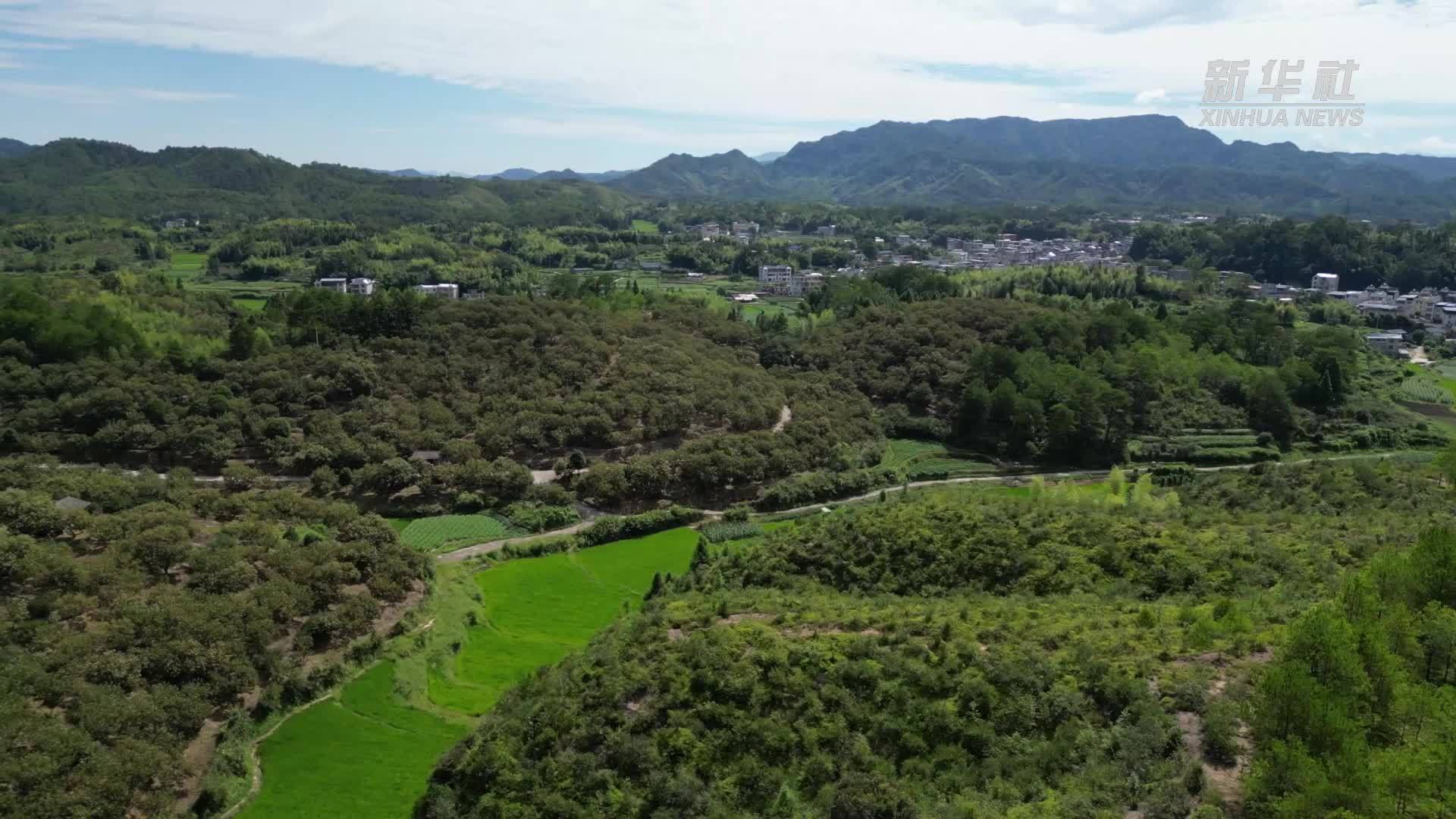 福建长汀：林下生“金”绿富共赢