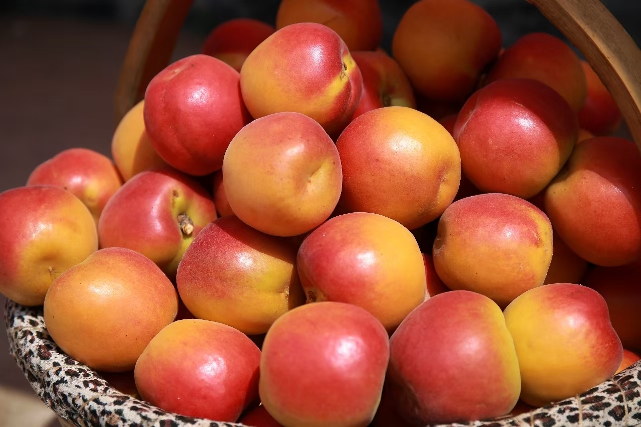 青岛乡里乡亲|百年少山红杏走出“杏福路”!栾心波:匠心守文脉助力乡村振兴