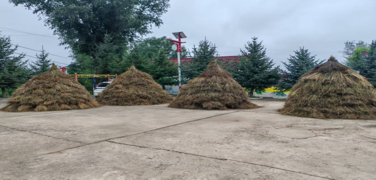 秋风起麻穗黄 甘肃华亭这片土地富得“流油”了