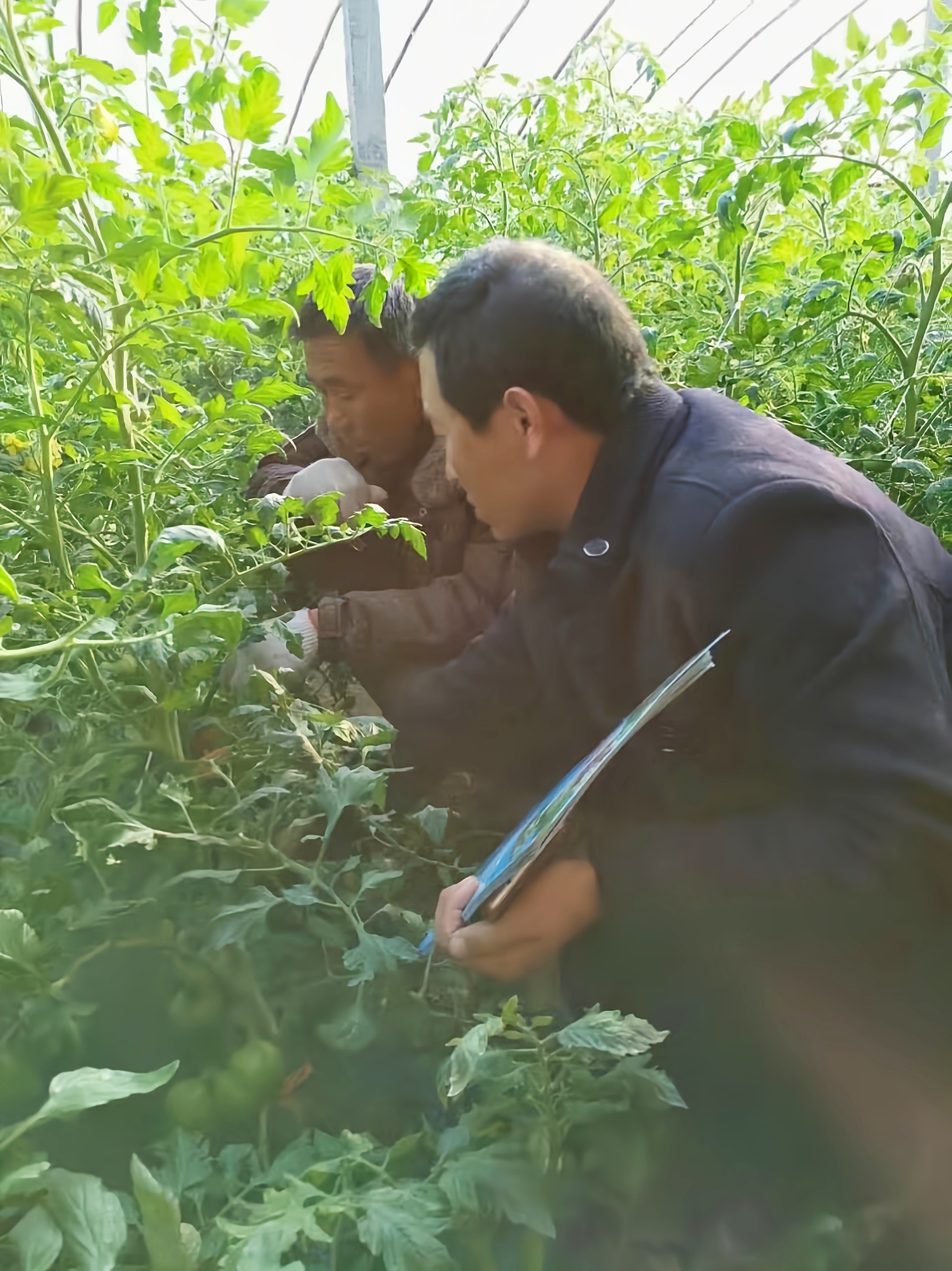 青岛乡里乡亲|正高农民朱典玉:田间地头种出“新农人”传奇
