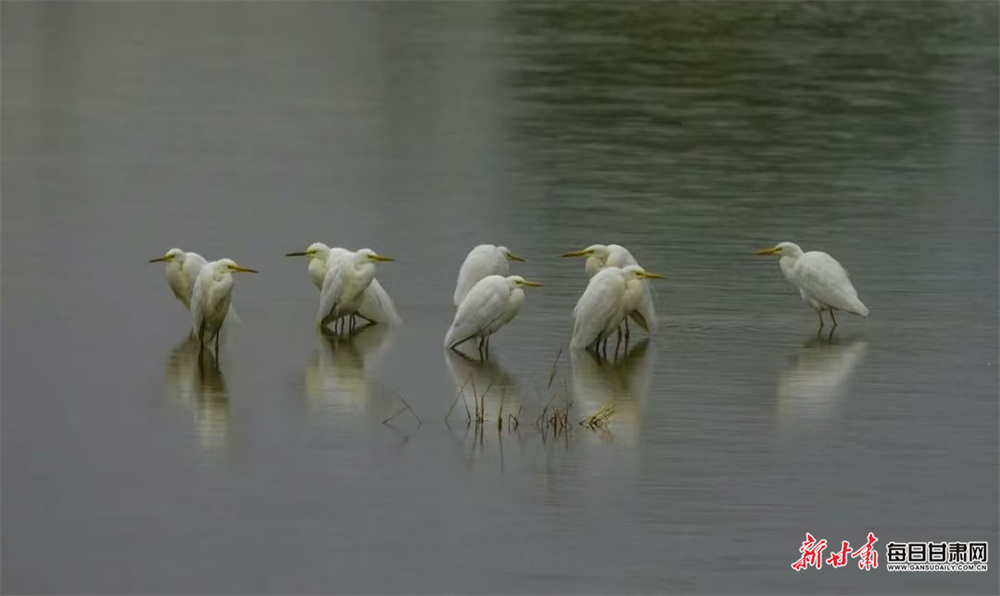 甘肃崇信：群鸟嬉戏汭河湾