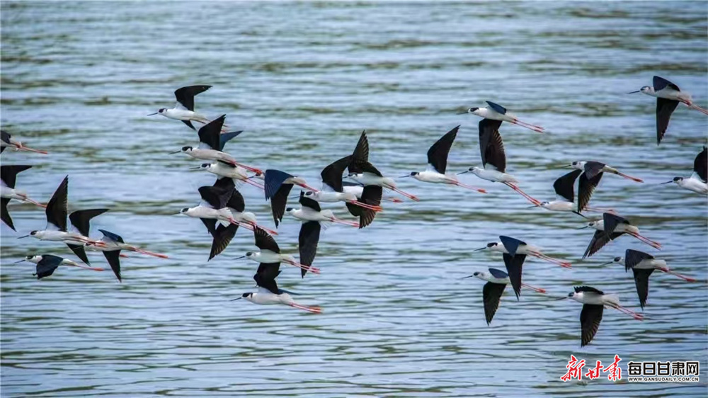 甘肃崇信：群鸟嬉戏汭河湾
