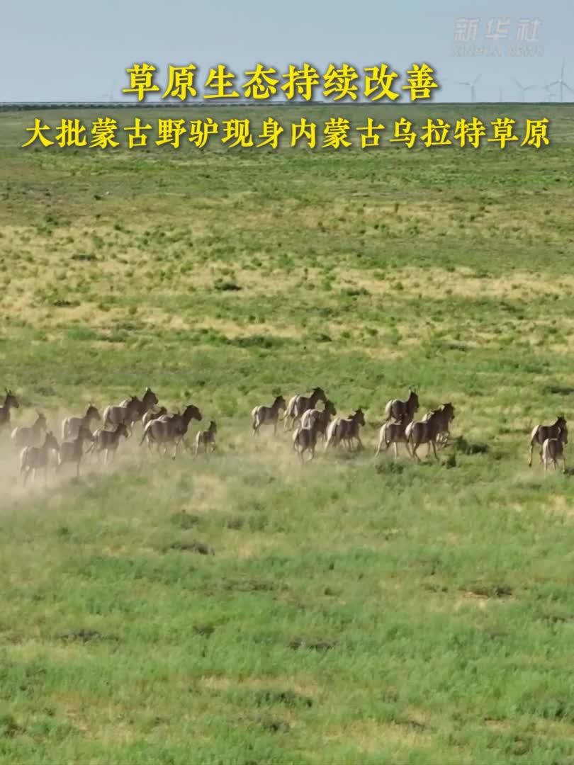 草原生态持续改善 大批蒙古野驴现身内蒙古乌拉特草原