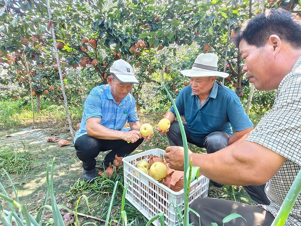 徐州邳州：一剂“良方”，满园“梨”想