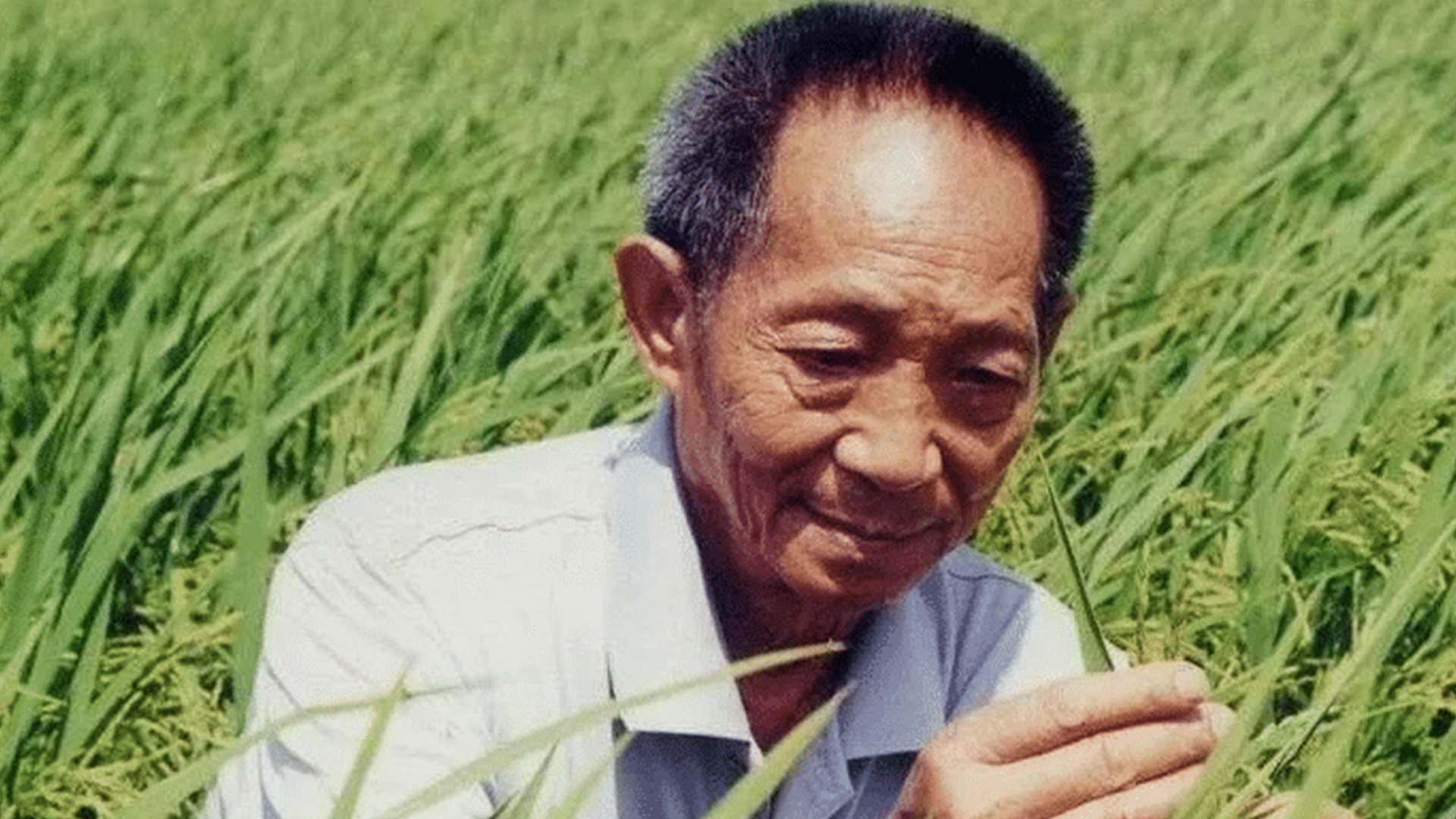 “以前饥荒饿死人，现在——不可能了”，袁隆平诞辰95年，在每一顿饱饭里怀念袁爷爷