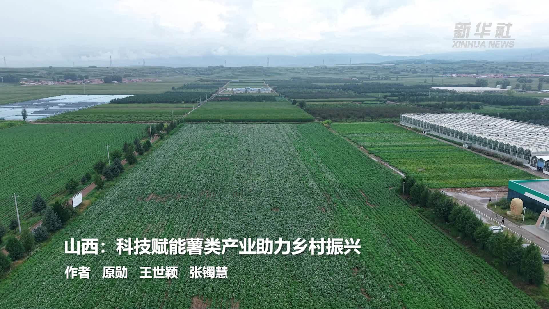 山西：科技赋能薯类产业助力乡村振兴