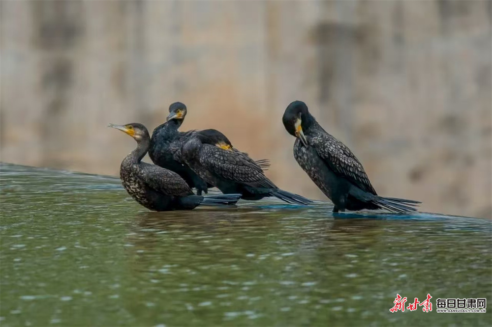 甘肃崇信：群鸟嬉戏汭河湾
