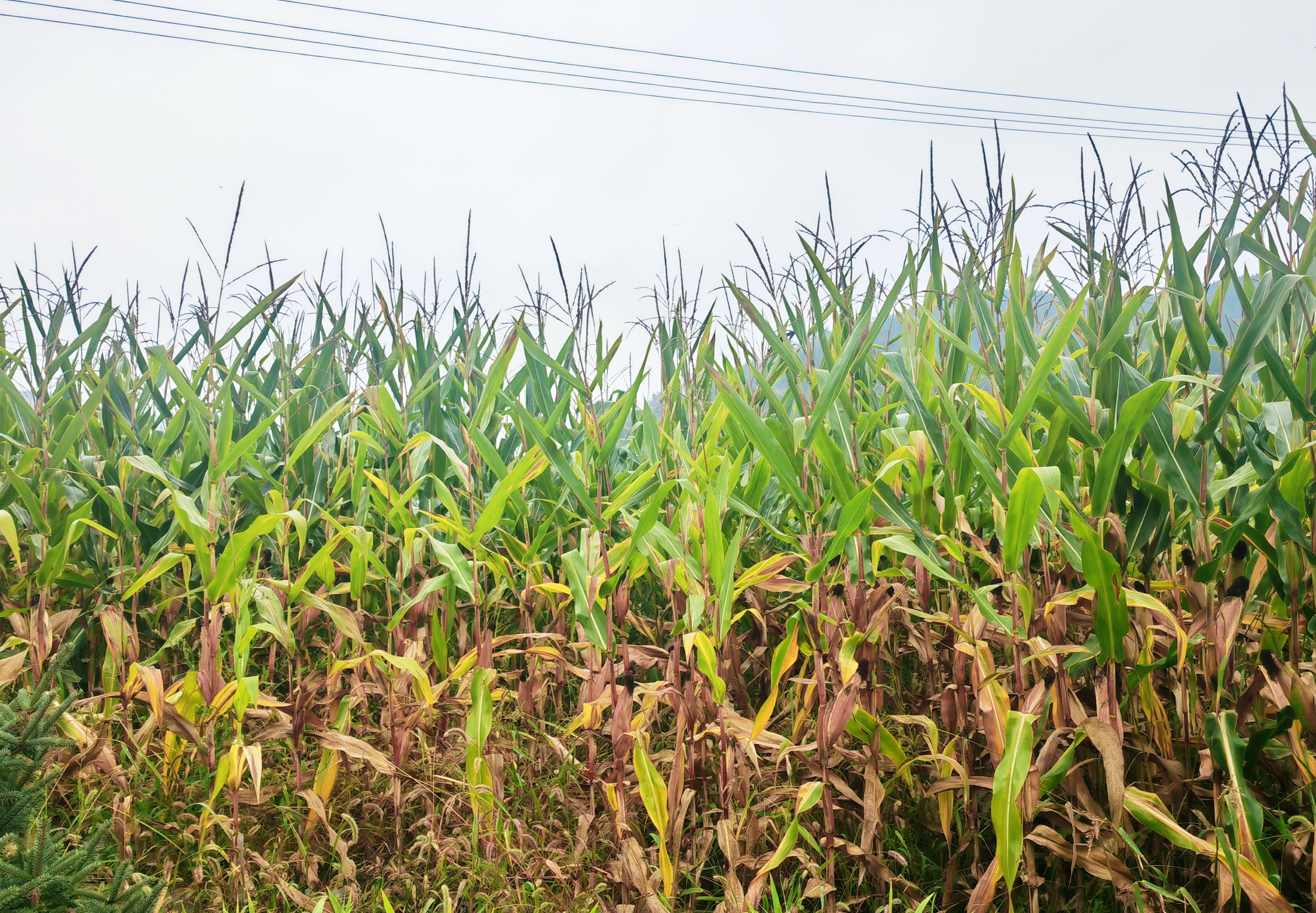 特色产业茁壮成长 甘肃华亭解锁粮果丰登密码