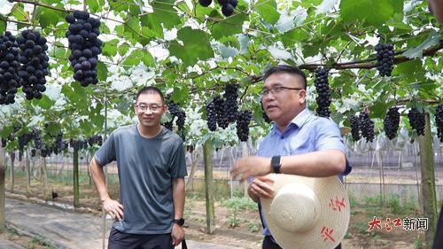 专家查看葡萄生长状态