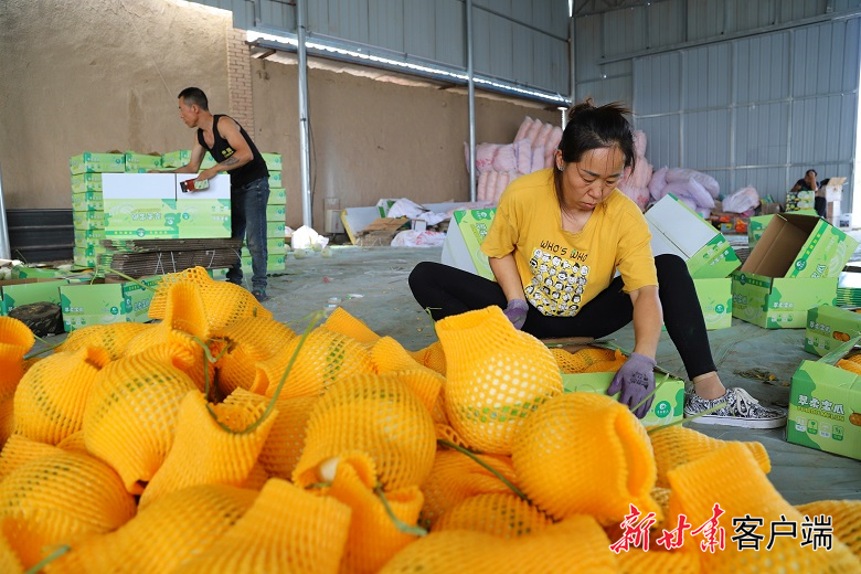 给哈密瓜套袋、打包　（高台县融媒体中心供图）