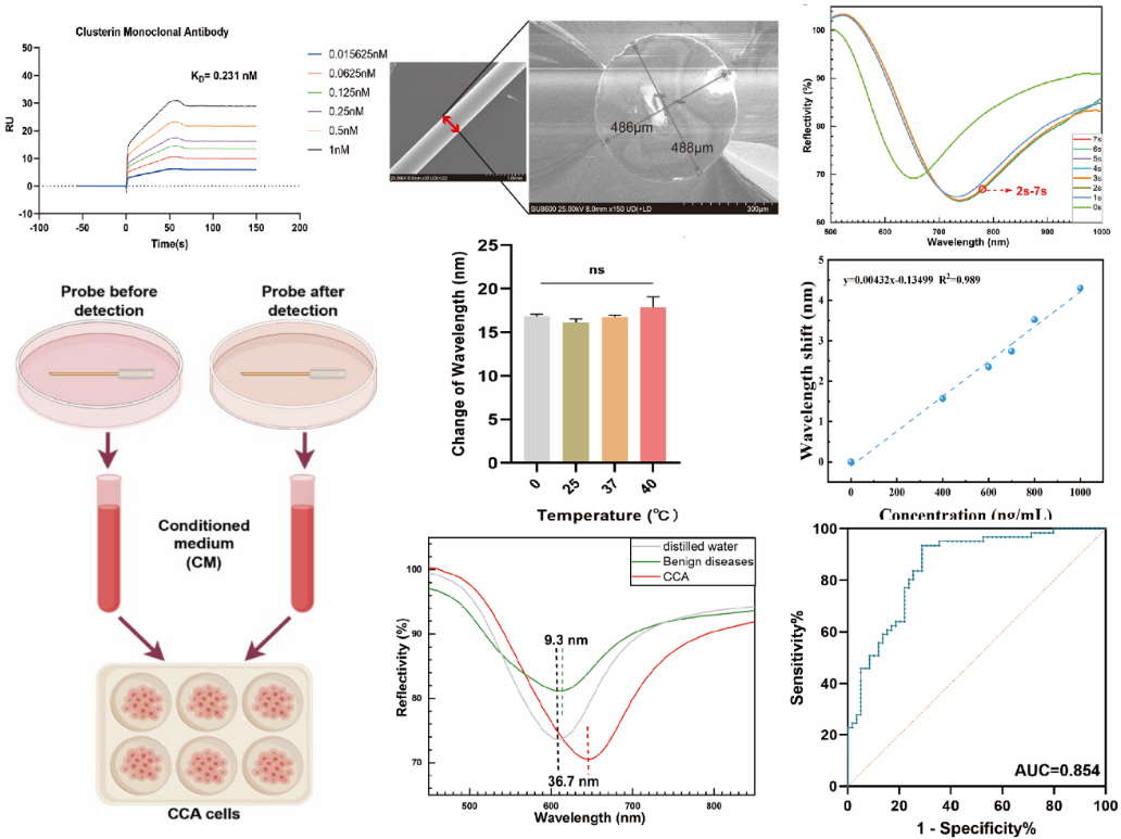 图2.CLU-光纤生物传感器检测性能和细胞生物安全性