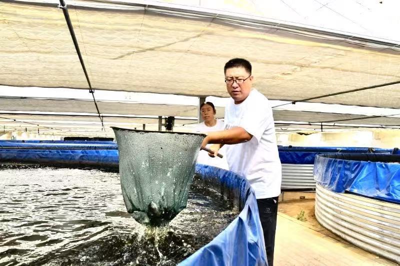 养殖户捞起一网鲈鱼查看长势