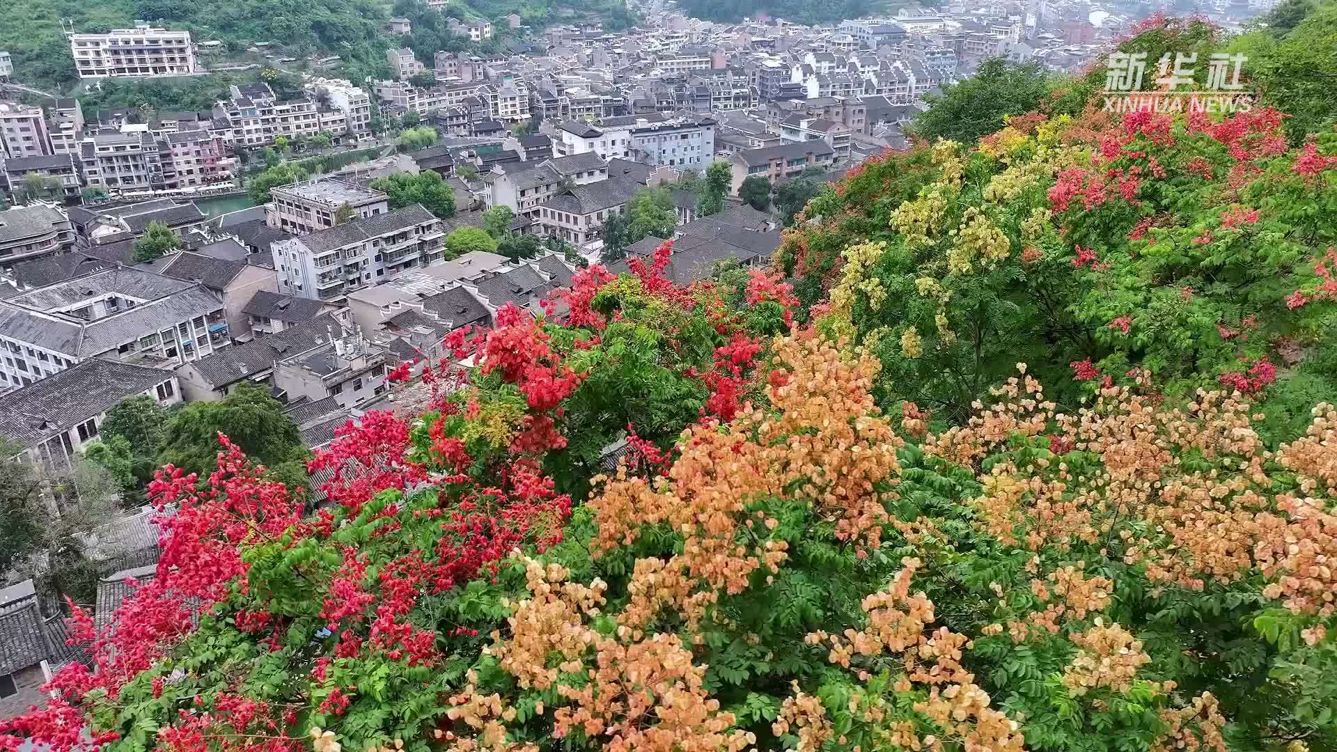 镇远古城 栾树花开