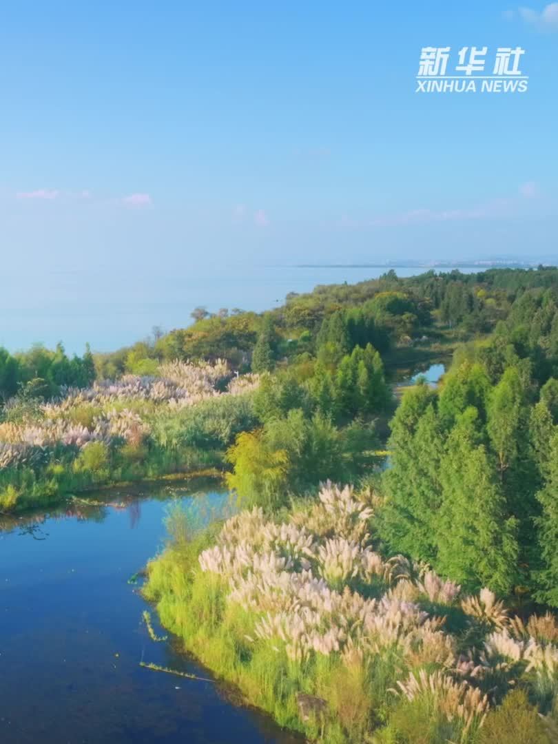 云南晋宁：湖光映秋色 芦影舞秋风
