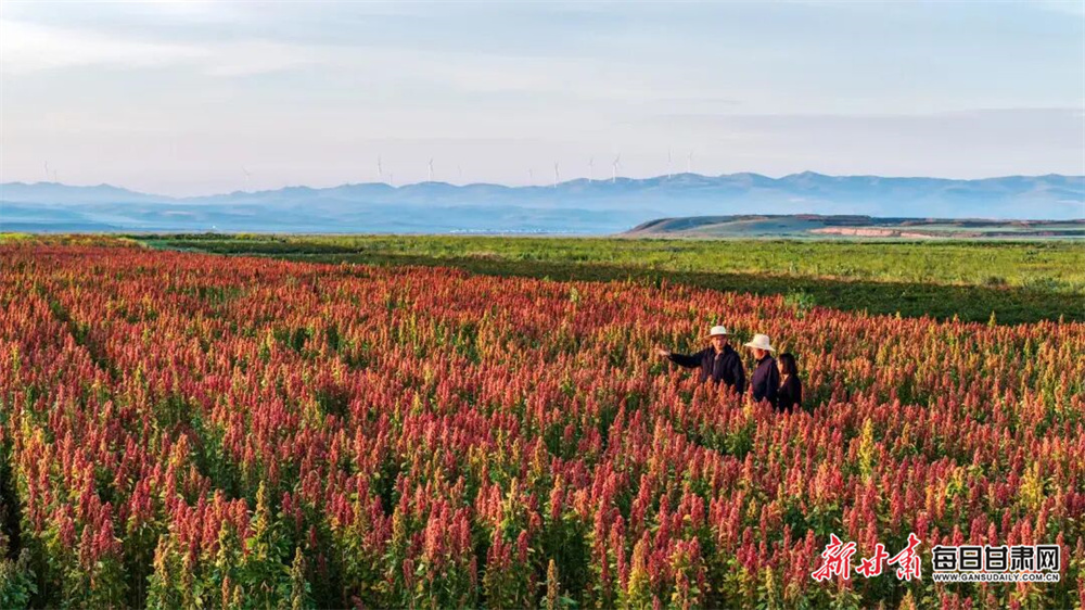 甘肃天祝：祁连山下藜麦红