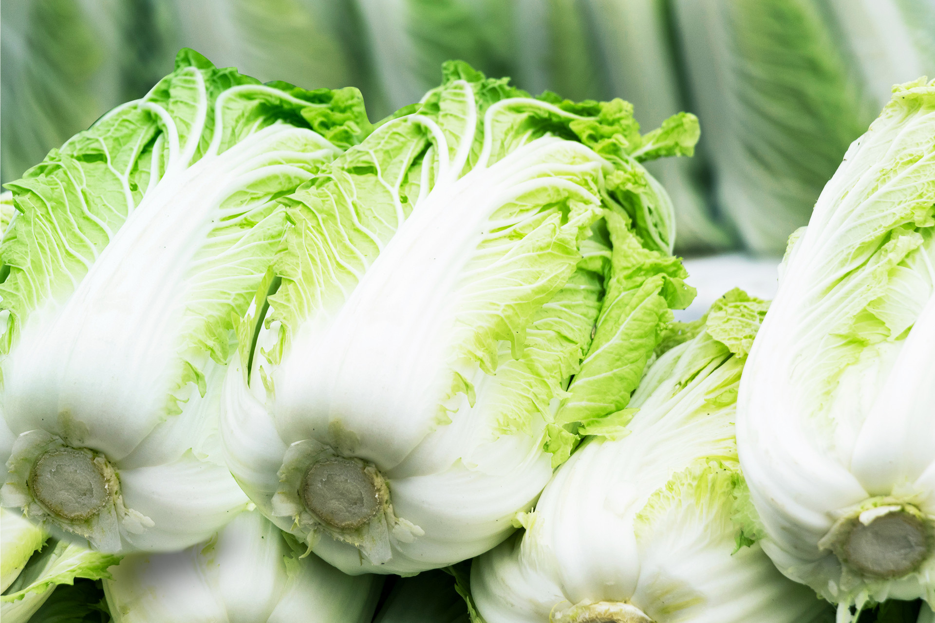 推动产业发展 青岛市6万亩胶州大白菜播种基本完成