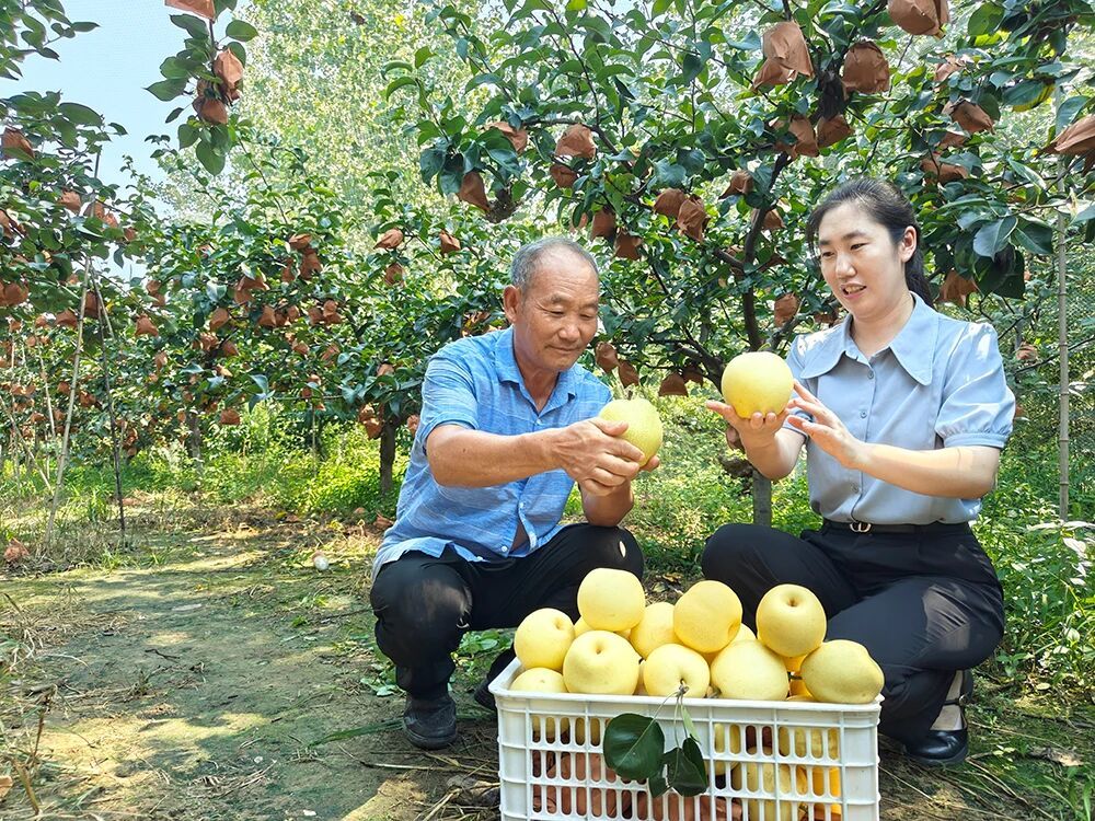 徐州邳州：一剂“良方”，满园“梨”想